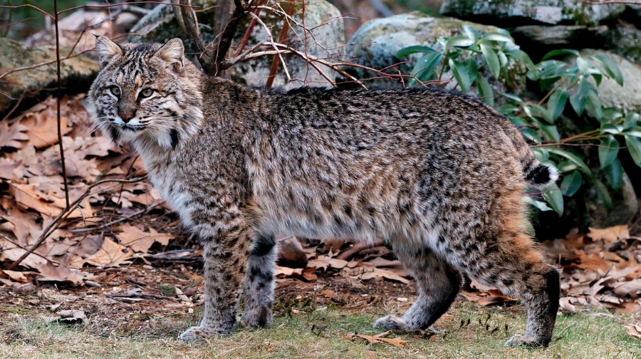 Bobcat in front of stone wall. 