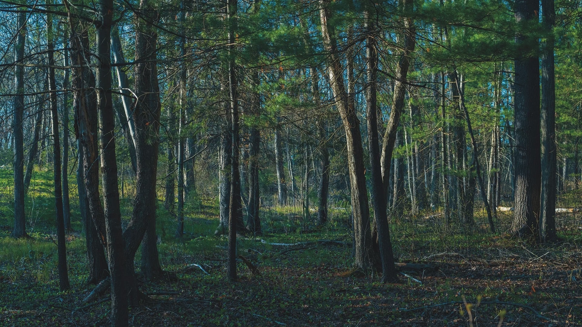 Concord Woods